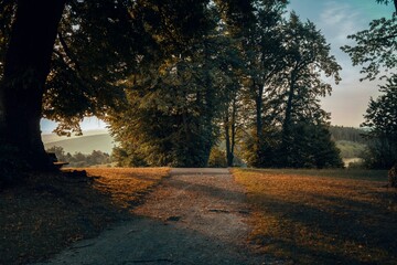 path and trees at autumn sunlight