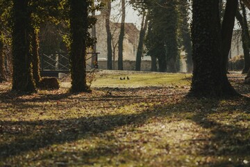 Three pigeons in the park