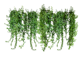 green grass border, green ivy plant on a wall transparent background, green plants hanging from a tree on a png background,  a branch of a plant heart shaped leaf,
