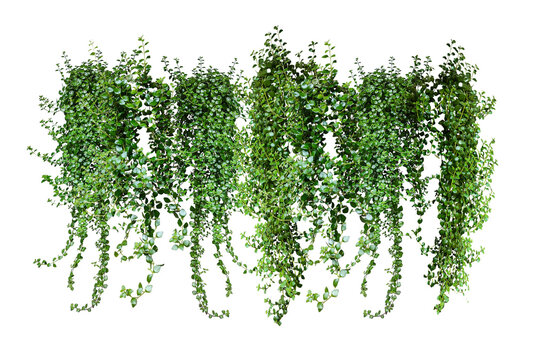 green grass border, green ivy plant on a wall transparent background, green plants hanging from a tree on a png background,  a branch of a plant heart shaped leaf,