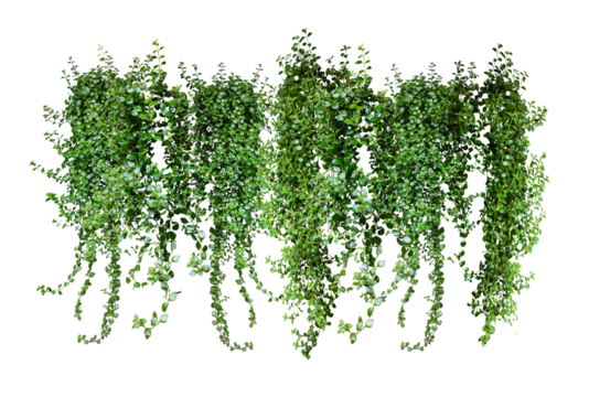 green grass border, green ivy plant on a wall transparent background, green plants hanging from a tree on a png background,  a branch of a plant heart shaped leaf,