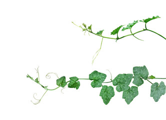 branch with leaves of gourd, leaves branch isolated on white background, a green plant with gourd leaves, a green leaf and tip of pumpkin is shown on a transparent background, a plant with leaves on a