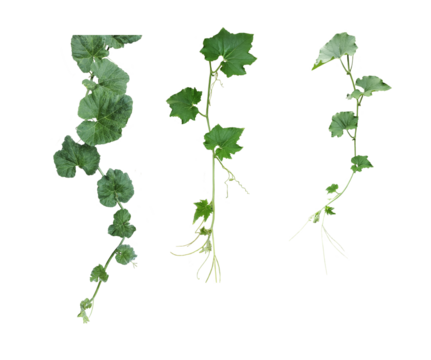 vine leaves isolated on white background, leaves branch isolated on white background, a green plant with gourd leaves, a green leaf and tip of pumpkin is shown on a transparent background, a plant wit