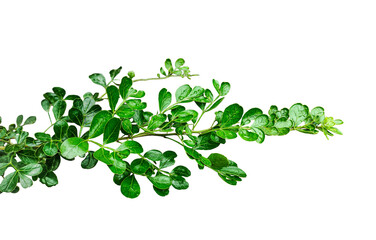 green leaves isolated on white, wood apple tree green leaves mockup on a transparent background, green plant on a branch with leaves on it