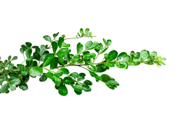 green leaves isolated on white, wood apple tree green leaves mockup on a transparent background, green plant on a branch with leaves on it