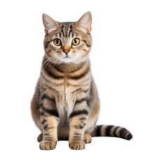 Fototapeta premium Cute Cat Isolated on a Transparent Background