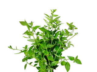 fresh herbs isolated on white, green grass frame, green leaves frame, green grass border, a green fern with green leaves mockup on a png transparent background, two green plants hanging from a branch,