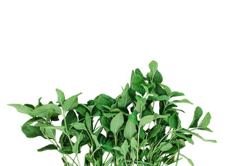 leaves isolated on white, a green fern with green leaves mockup on a png transparent background, two green plants hanging from a branch, green ferns on transparent background