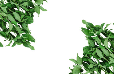 green leaves frame, green tree leaves frame, green leaves border, a green fern with green leaves mockup on a png transparent background, two green plants hanging from a branch, green ferns on transpar