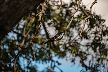 peewee in a tree branch