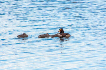 The waterfowl bird, great crested grebe with chick, swimming in the lake.