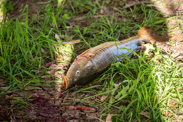 European carp fish out of water