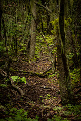 path in the forest