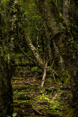 green moss on the tree