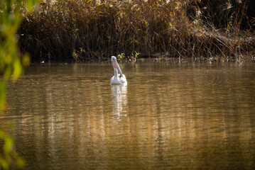 Pelican on the Maranoa River
