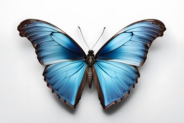 Obraz premium A stunning morpho butterfly with metallic blue wings spread on a white background, AI Generated