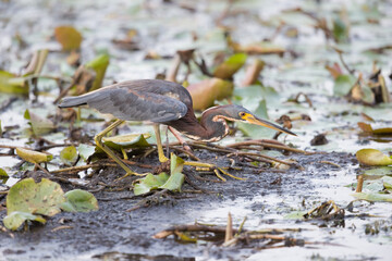 Tricolored Heron
