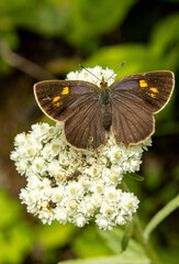 butterfly on a flower