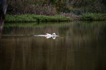 Pelican on the Maranoa River