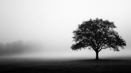 Obraz premium A solitary tree stands in a foggy landscape, creating a tranquil and mysterious atmosphere in black and white.
