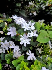 white flowers