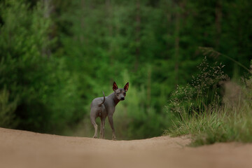 An American Hairless Terrier run on a dirt road, with all four paws off the ground. The dog playful energy is captured in the rural landscape.