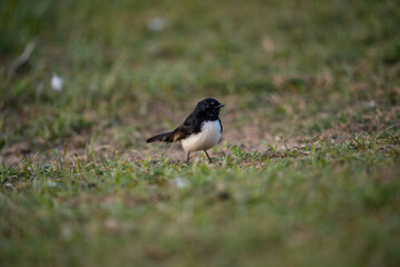 Willy Wagtail bird
