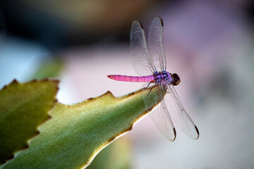 Roseate Skimmer Dragonfly