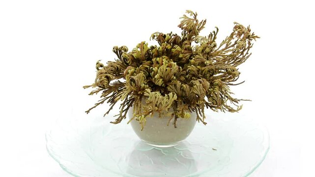 Time lapse of opening Rose of Jericho (Resurrection Plant)