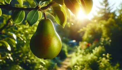 pear grows on a tree in the harvest garden on sunny day