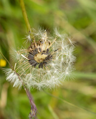 dandelion