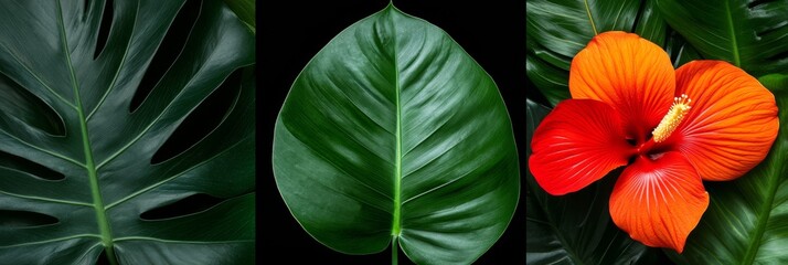 Fototapeta premium A vibrant tropical cascading bridal bouquet featuring bold exotic flowers such as hibiscus bird of paradise and orchids accented with lush green leaves like monstera and palm fronds The bouquet is cap