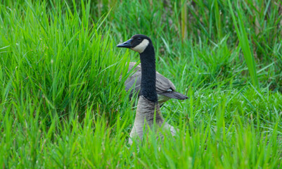 Female Canadian Goose in tall green grass