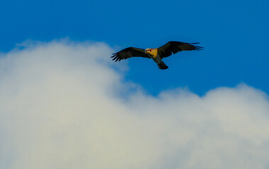 Osprey Flying in the Blue Sky