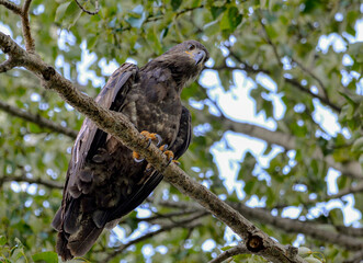 Young Bald Eagle