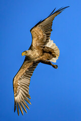 White-tailed Eagle (Haliaeetus albicilla) in flight, North Poland. Selective focus on bird's eye