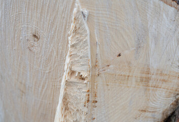 Baumstamm Hintergrund nach dem der Baum gefällt worden ist