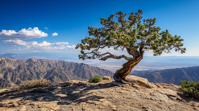 Methuselah, oldest individual tree, Great Basin bristlecone pine
