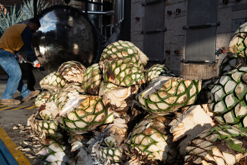 El trabajador de la fabrica está abriendo el horno con agave cocido en la fabrica de tequila.
