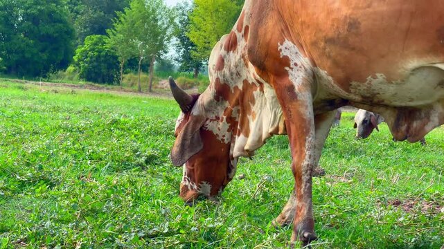Close-Up of Pakistani and Australian Cows Grazing on Farm - Kandhari Cows, Dairy Animals in Green Fields. 4k video.