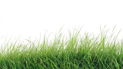 Fototapeta premium Green grass viewed from the side, isolated on a white background.