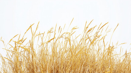 Fototapeta premium Dry yellow grass isolated on a white background, showcasing its texture and color.