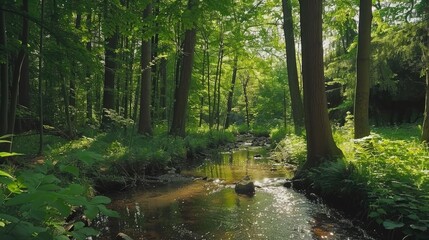 Serene forest landscape with a babbling brook, offering a calming natural setting.