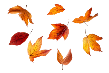 Autumn leaves floating isolated white