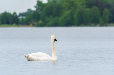 Graceful white Swan swimming in the lake, swans in the wild. Portrait of a white swan swimming on a lake.