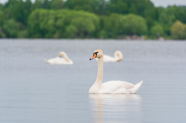 Three graceful white swans swims in the lake, swans in the wild.