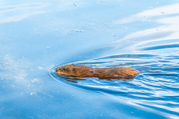 Fototapeta premium Muskrat, Ondatra zibethicuseats swiming at the surface of the lake water.