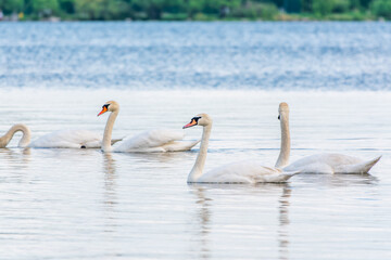 Graceful white Swans swimming in the lake, swans in the wild