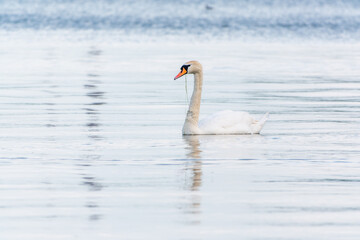 Fototapeta premium Graceful white Swan swimming in the lake, swans in the wild. Portrait of a white swan swimming on a lake.