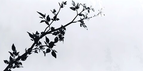 Naklejka premium branch with leaves